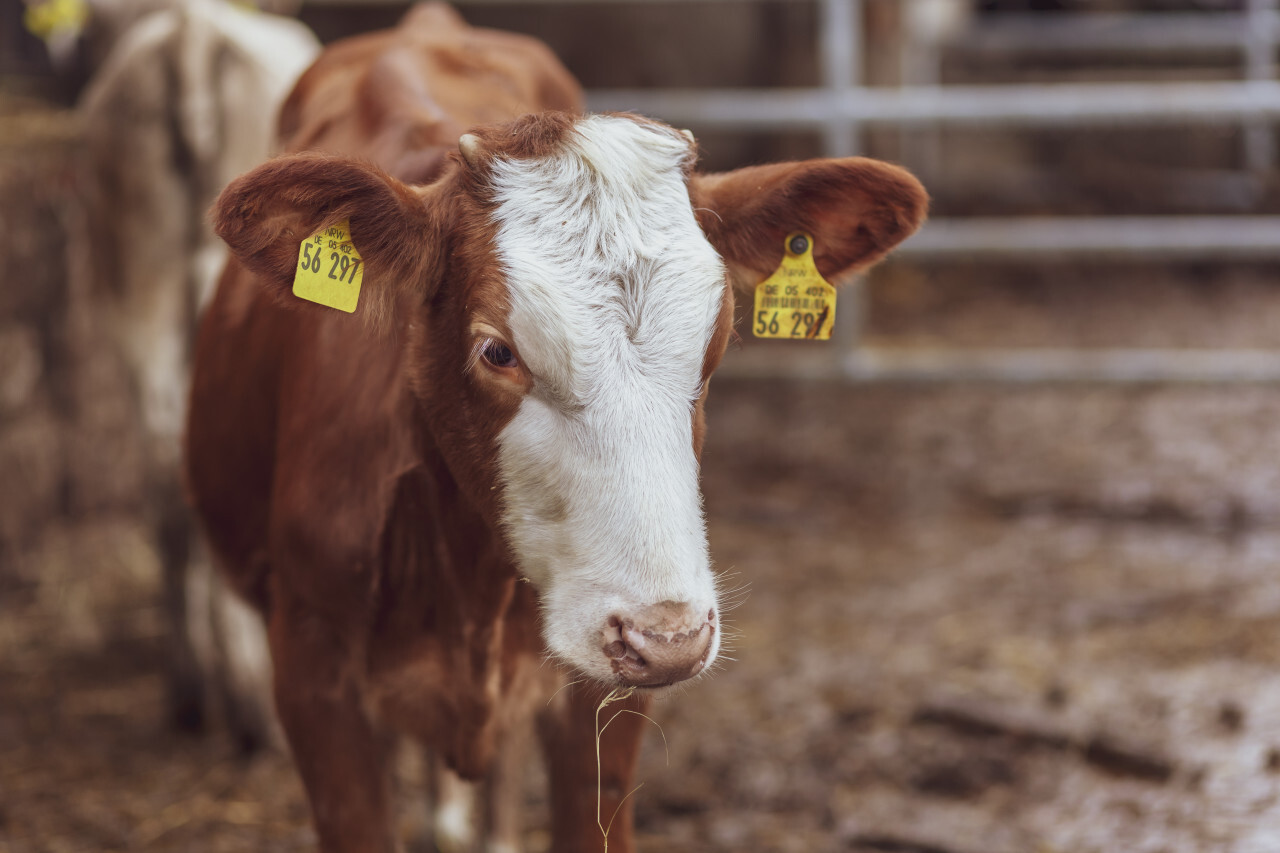 Portrait of a heifer young cow