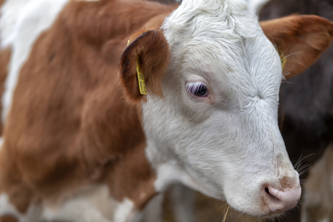 Portrait of a calf - young cute cow