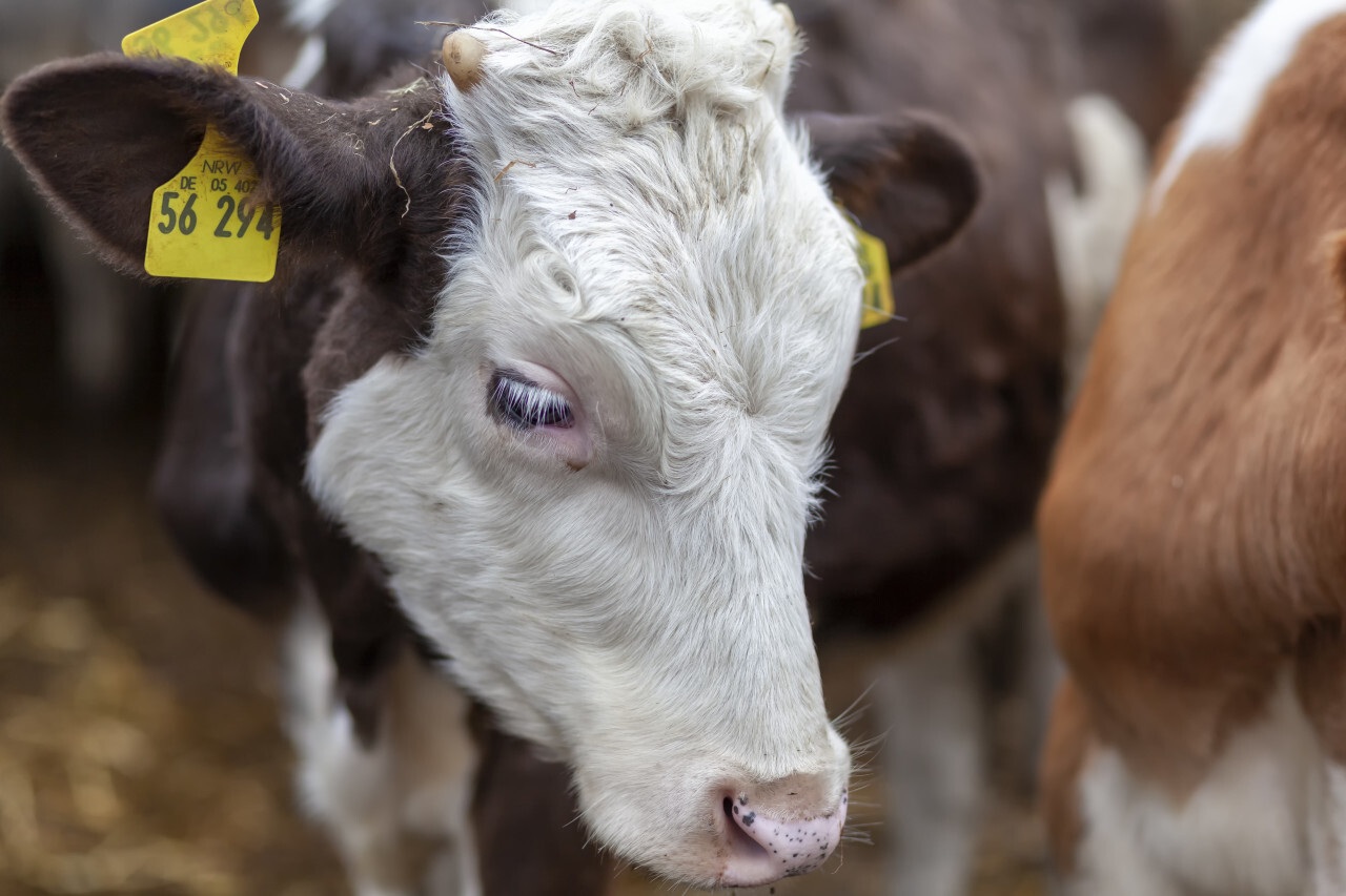 Calf - Portrait of a Cow