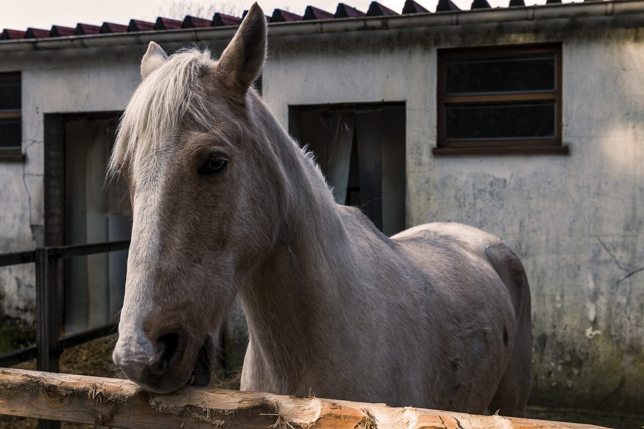 gray horse in the stable