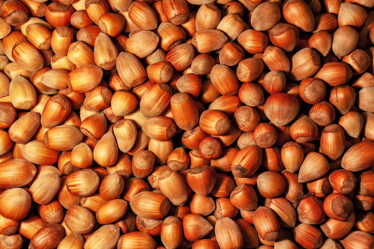 brown dried hazelnuts background