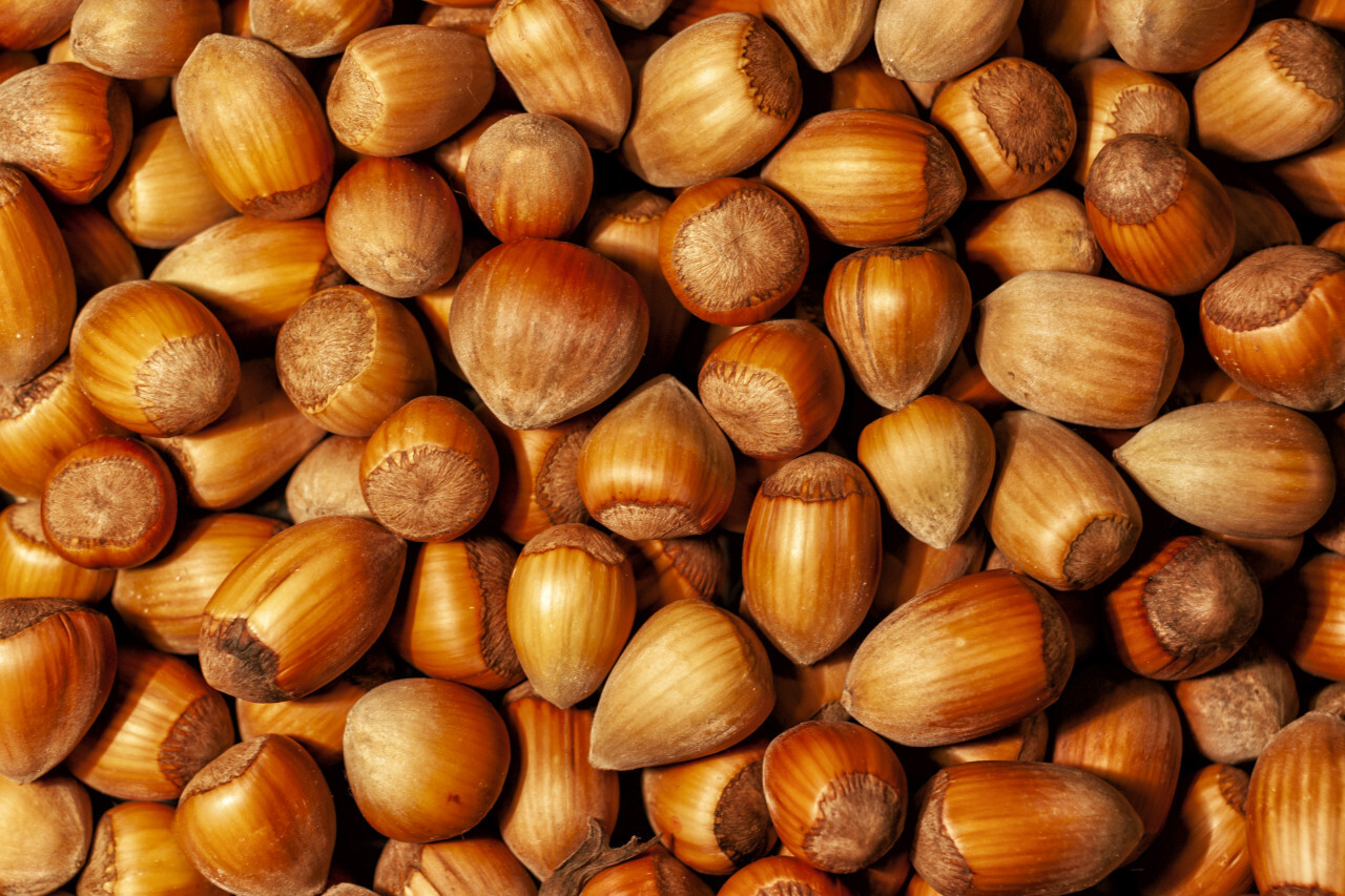 hazelnut background