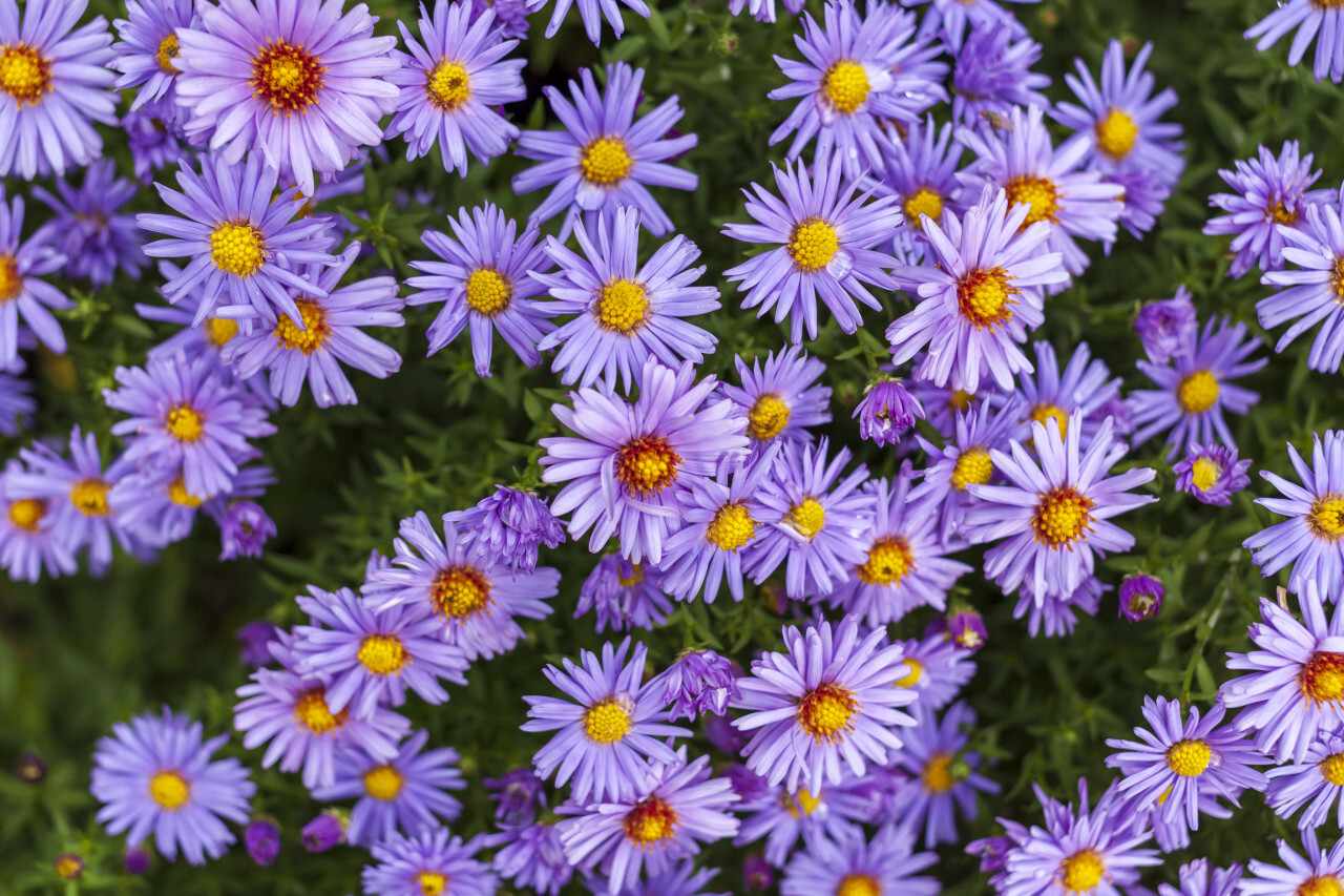 purple felicia amelloides flowers