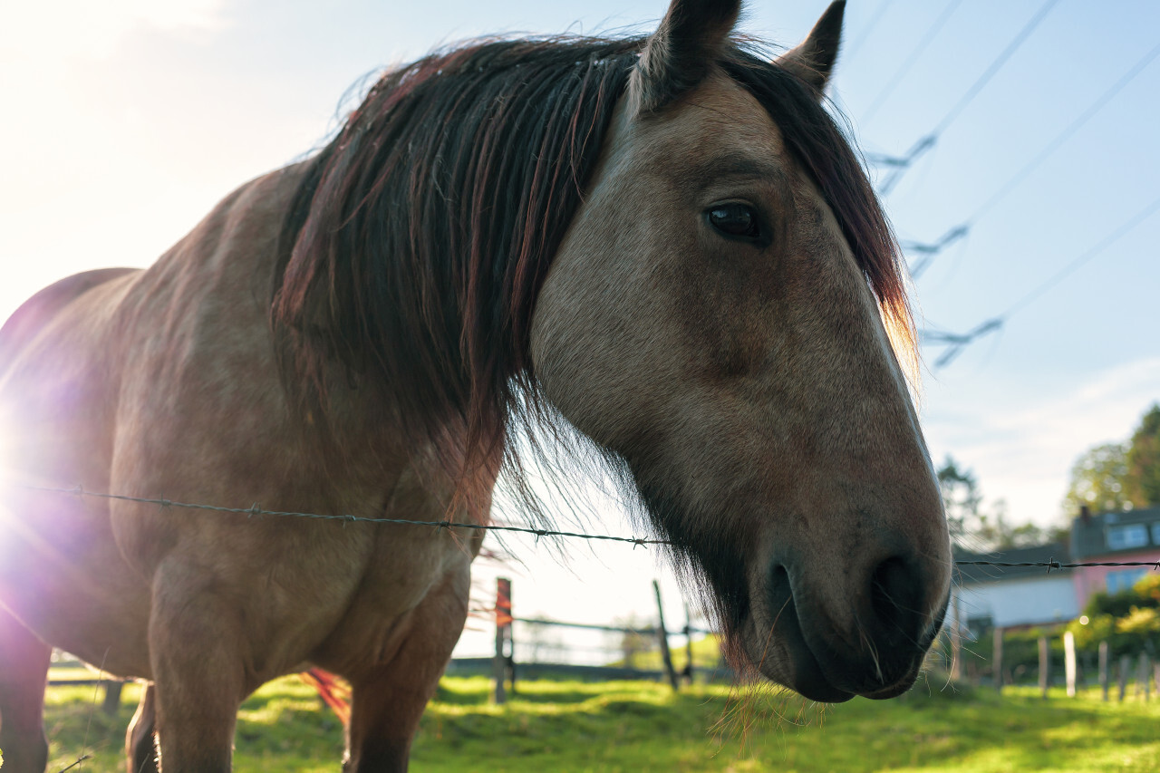 portrait of a brown horse