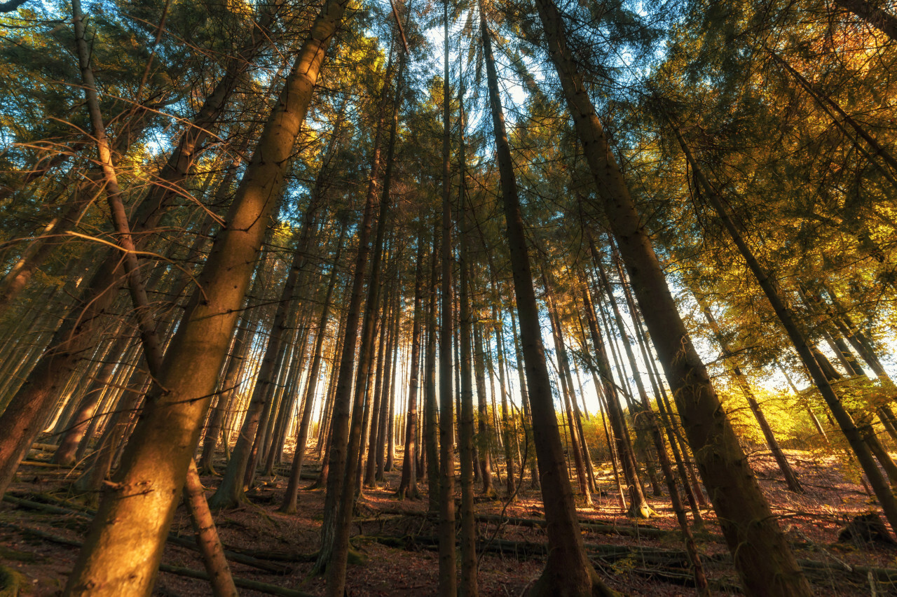 german autumn forest landscape marscheider bachtal in nrw