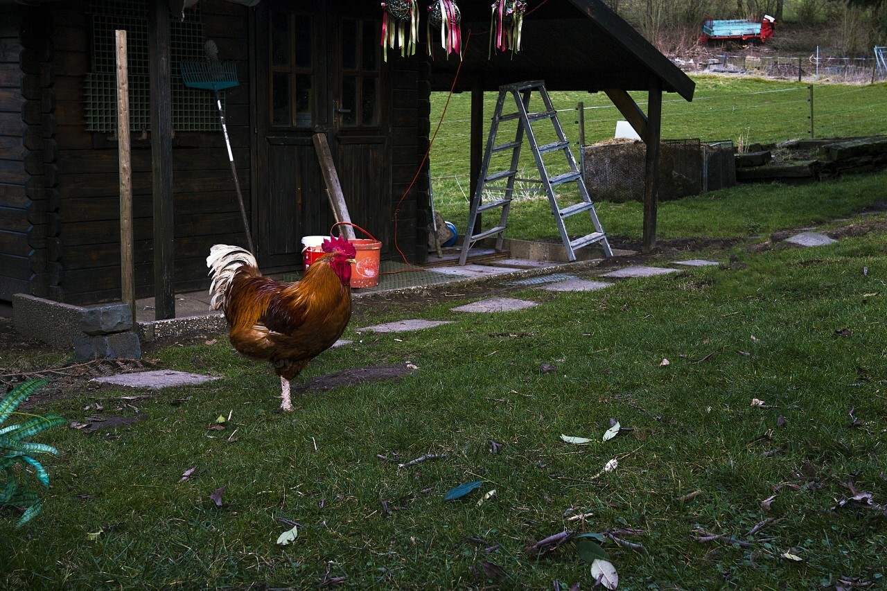 rooster in garden