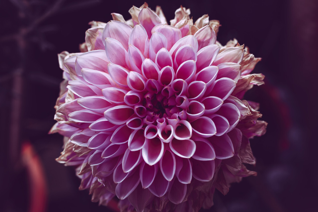 pink dhalia flower macro close-up