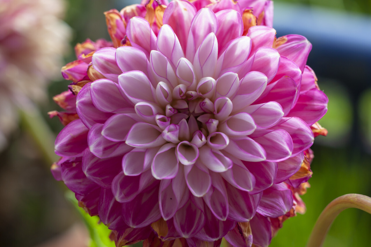 pink dhalia flower