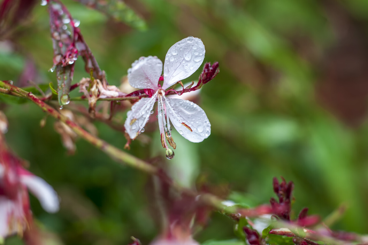 fireweed blooming in rain