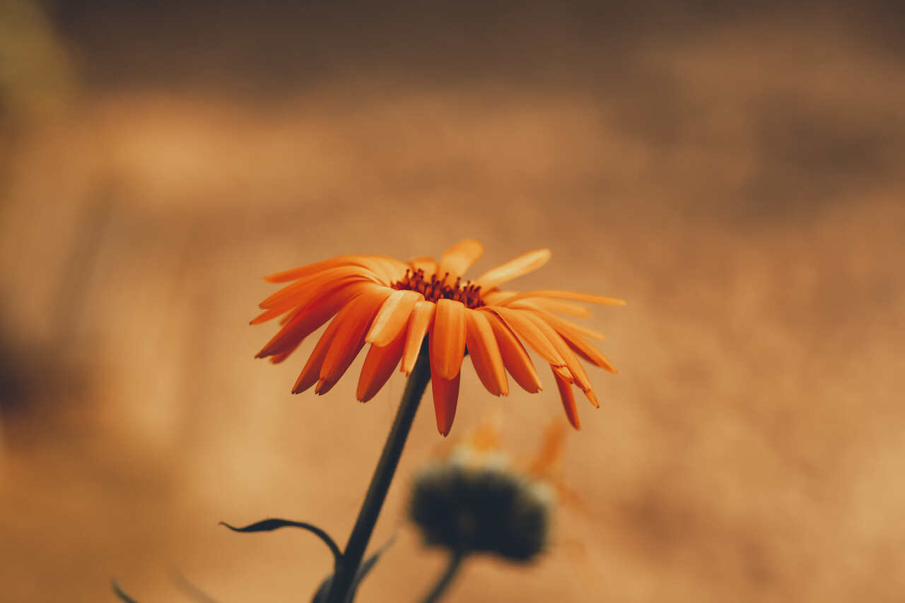 beautiful orange daisy flower and nice bokeh