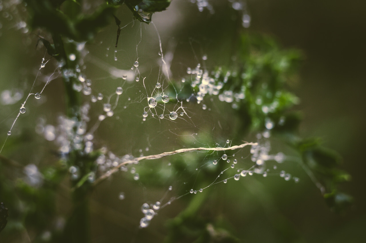 raindrops caught in a cobweb spiderweb