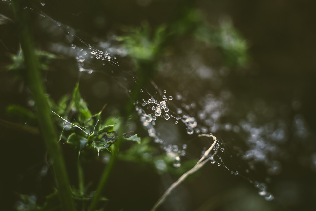 raindrops on a spiderweb with green bokeh background