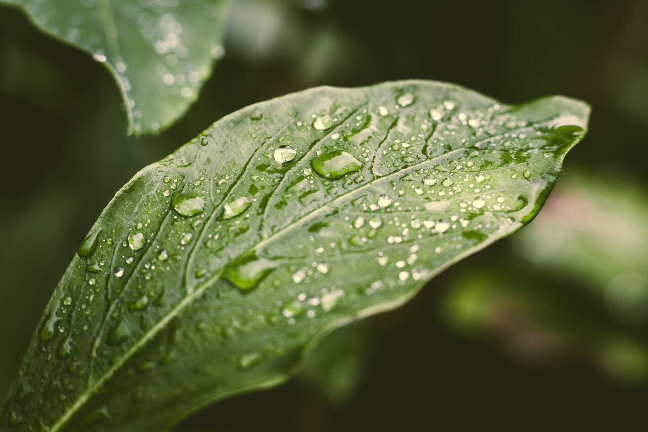 raindrops on a green leaf