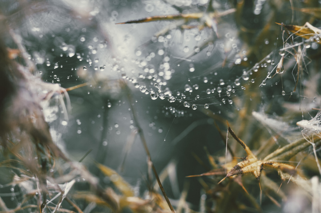 raindrops cought in a spiderweb