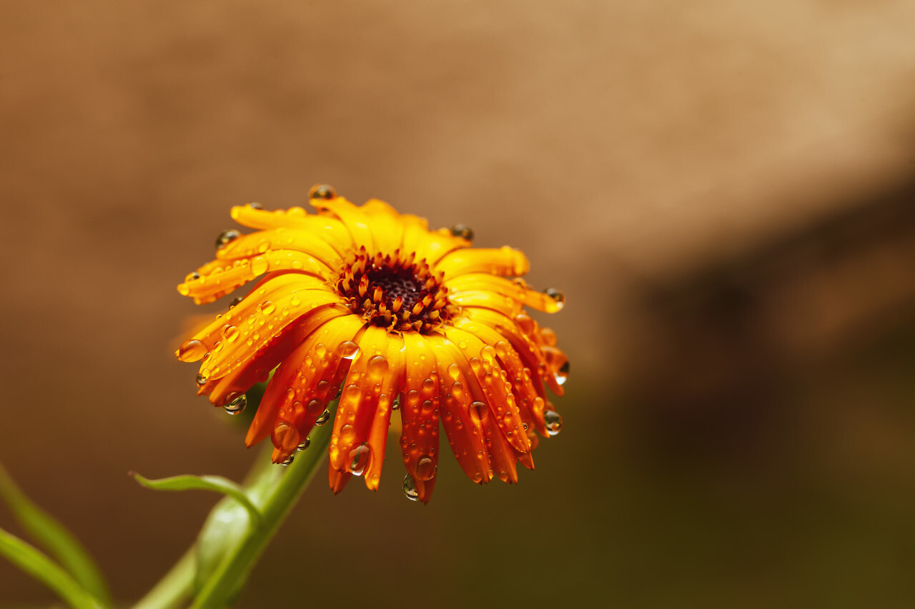 raindrops on a yellow daisy flower after rain