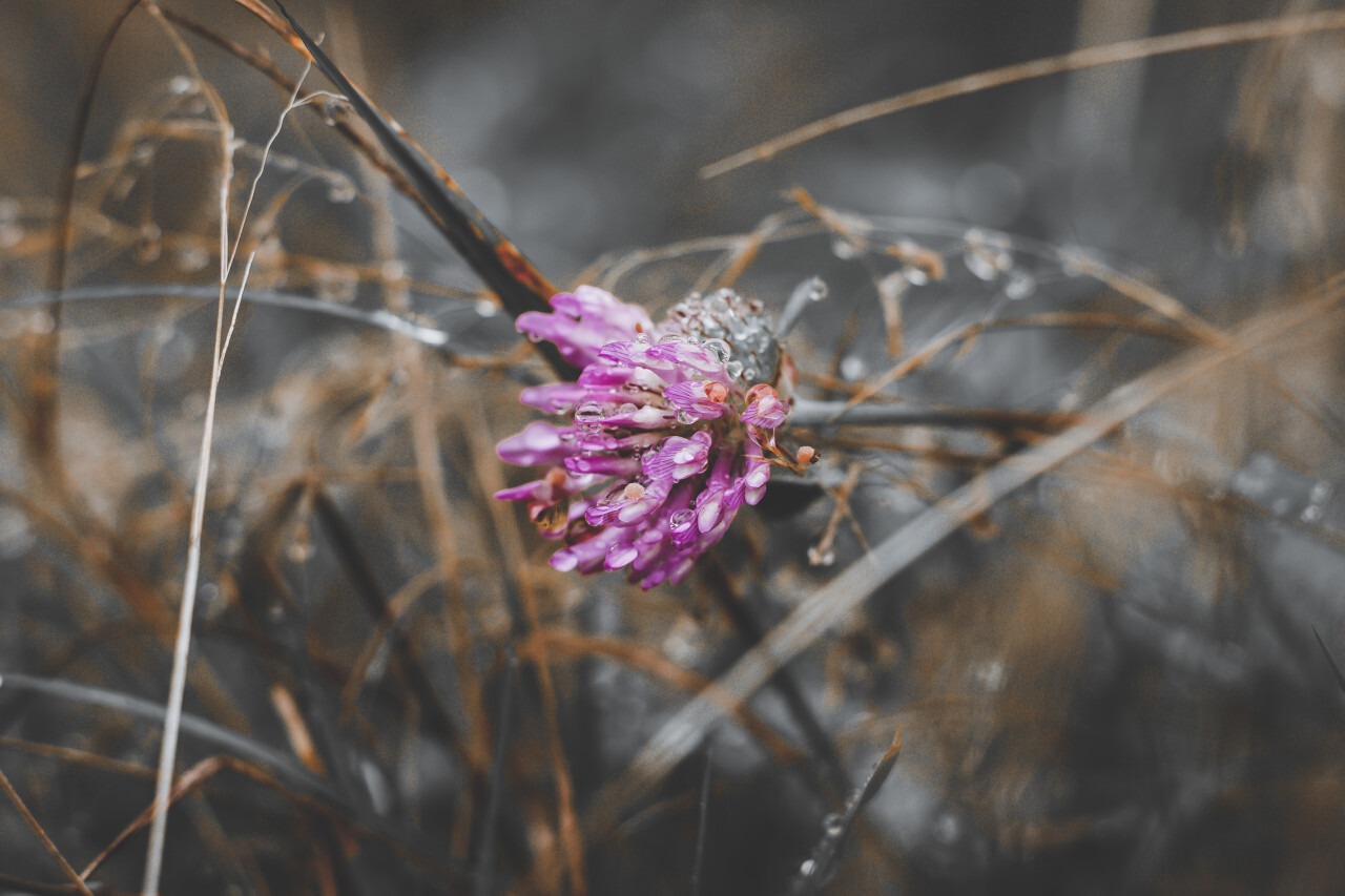 red clover in rain full of raindrops