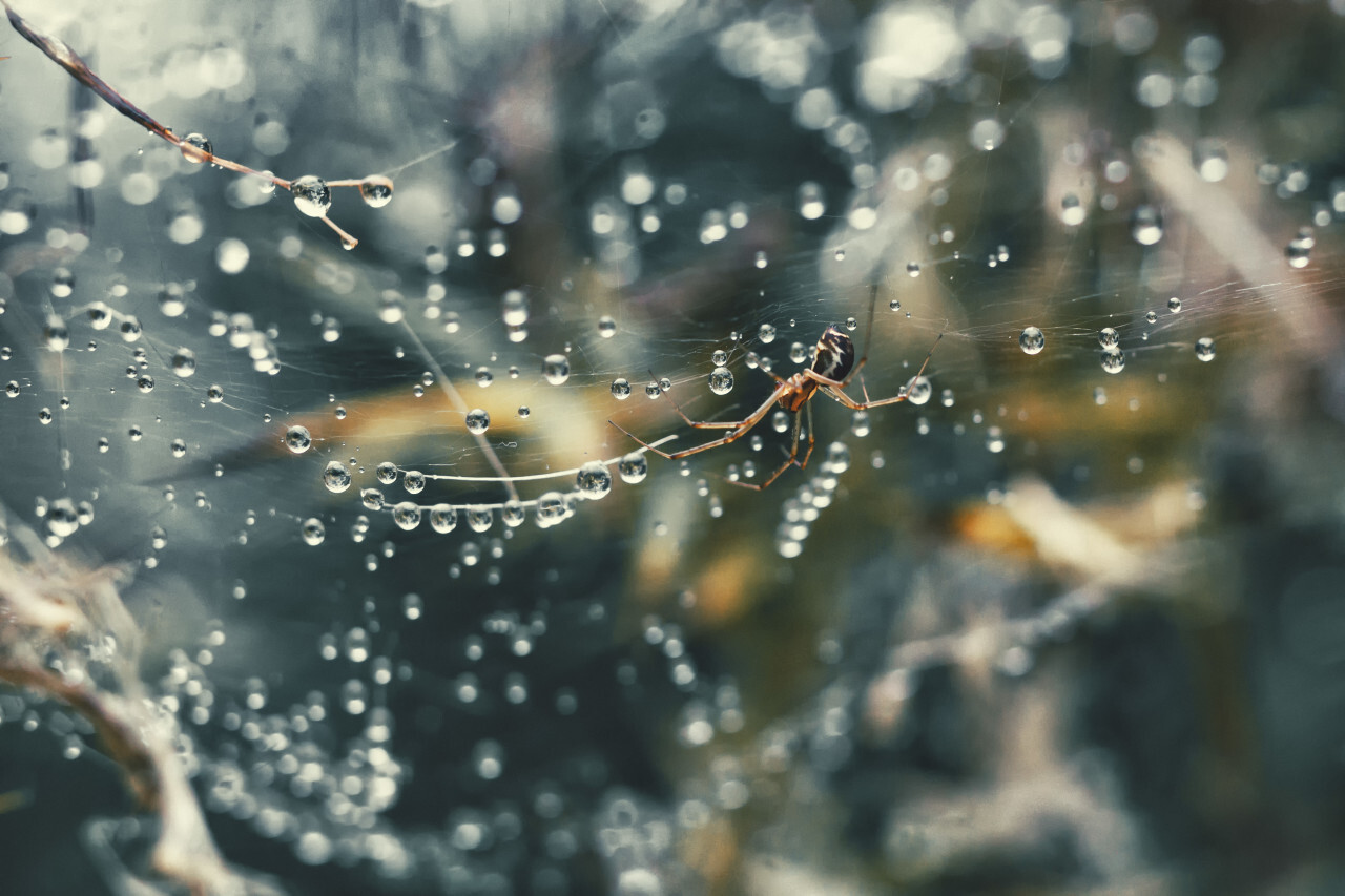 spider in her rain wet web