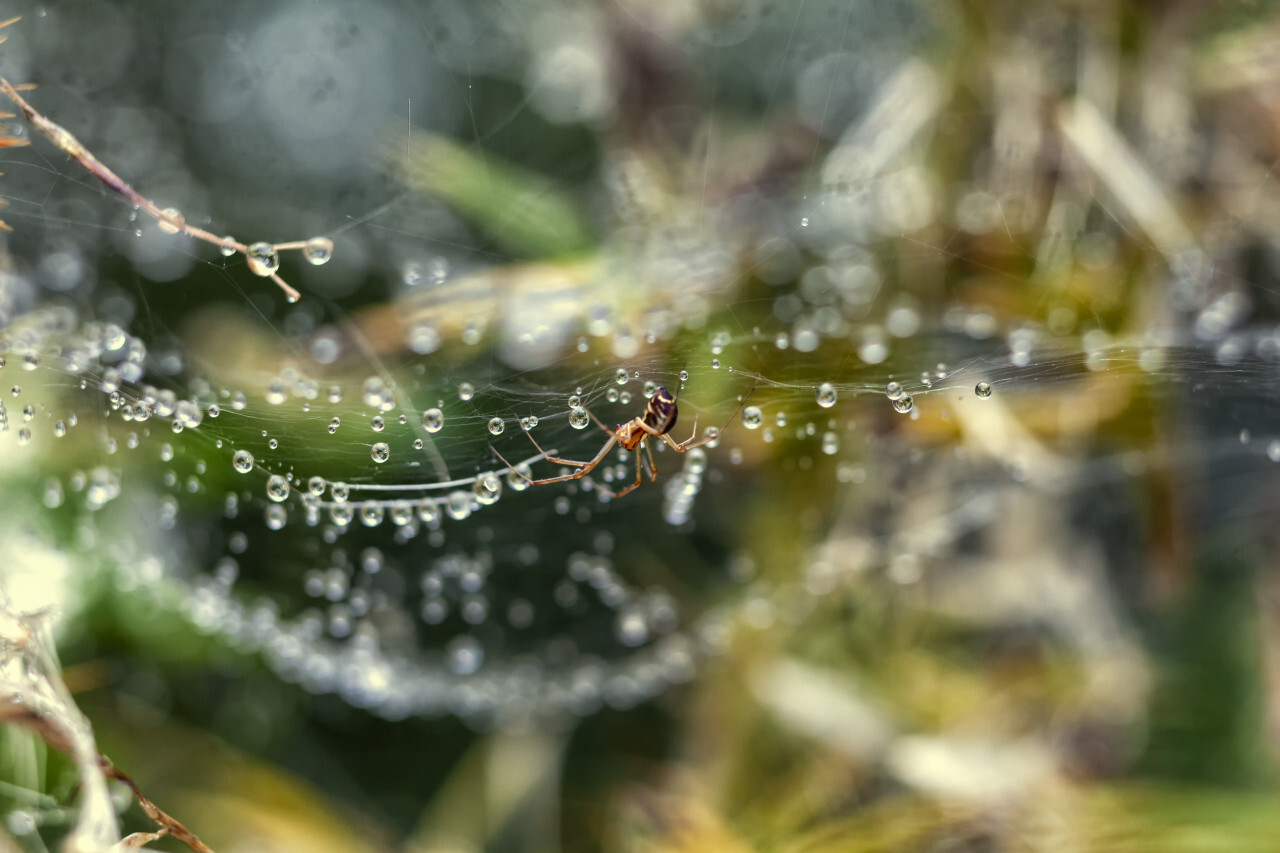 spider in her wet web