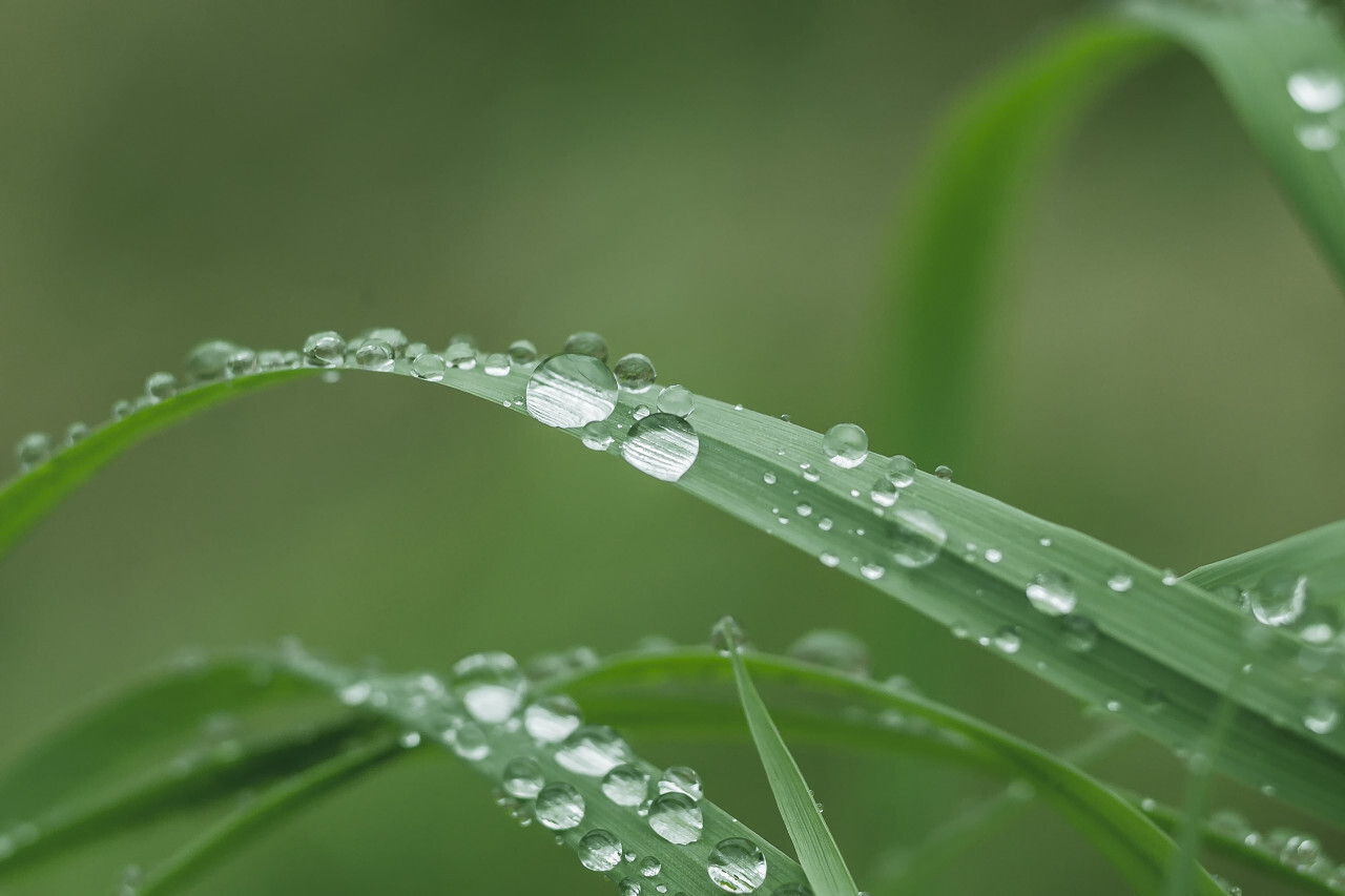 wet green grass background raindrops after rain waterdrops