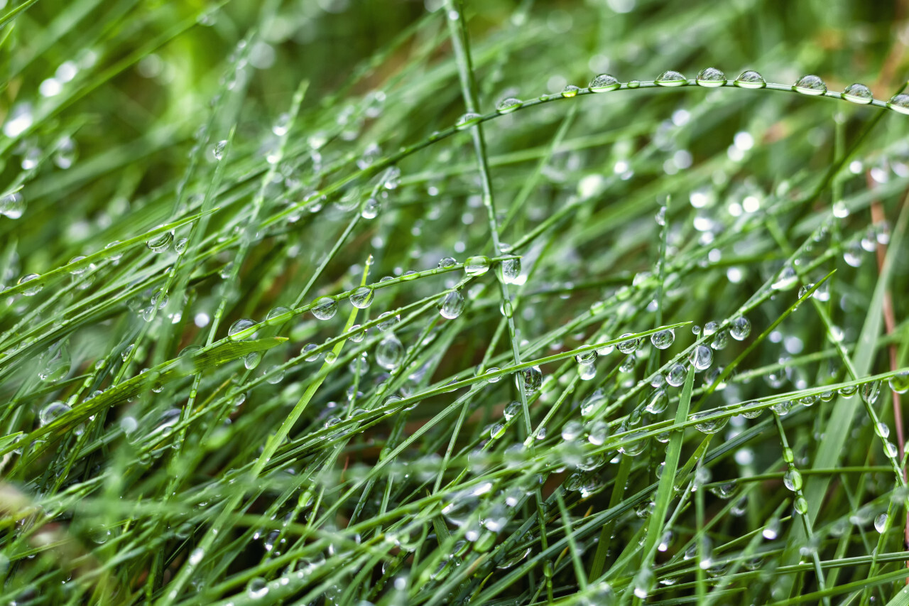 wet green grass background