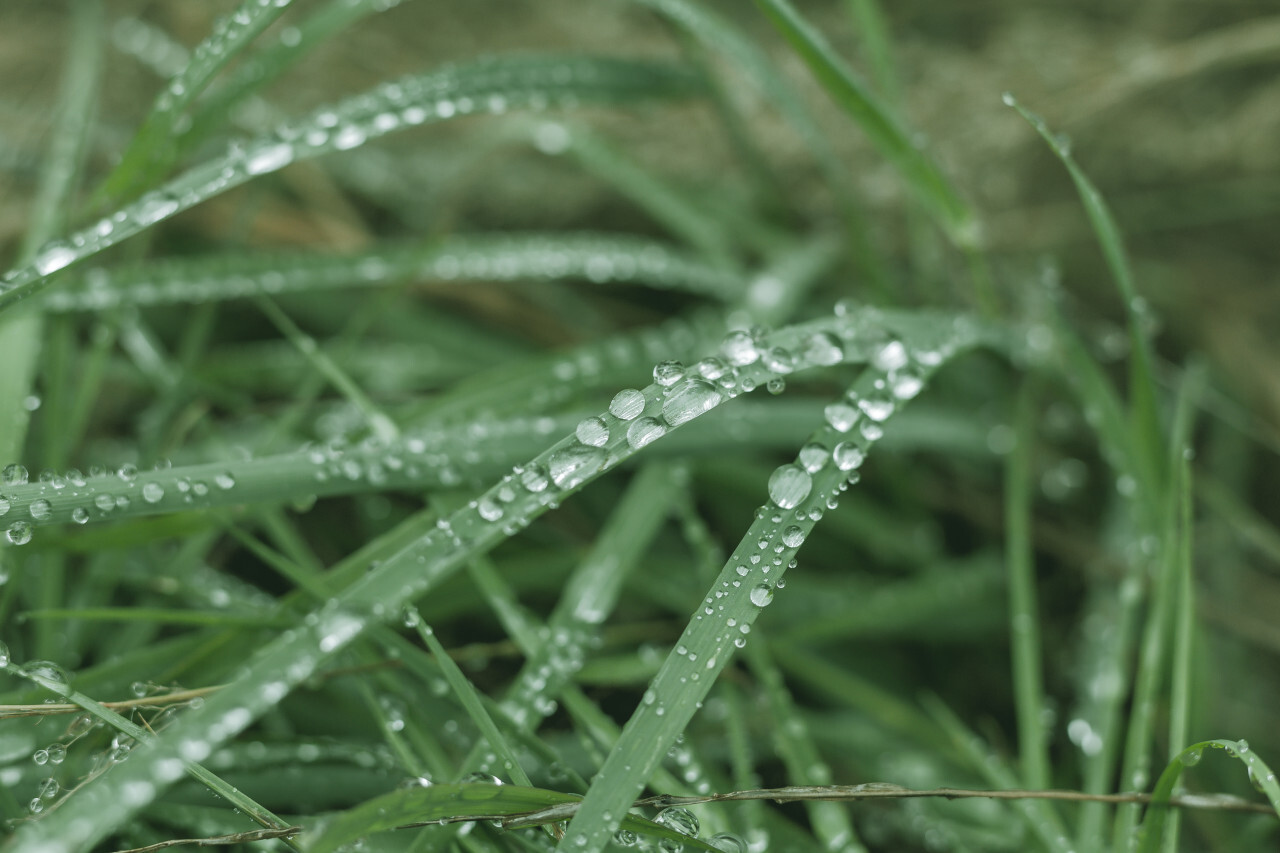 wet green grass background