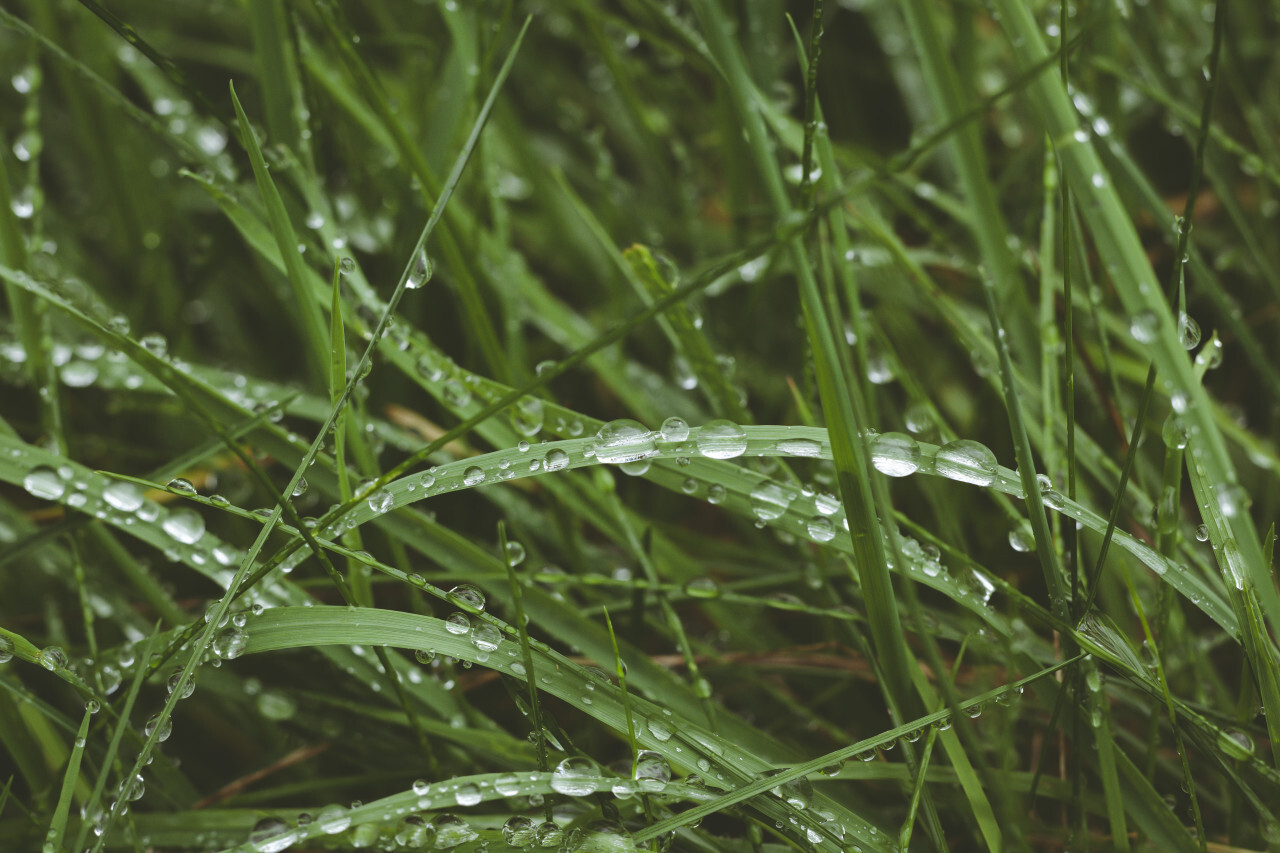 wet green grass - meadow after rain