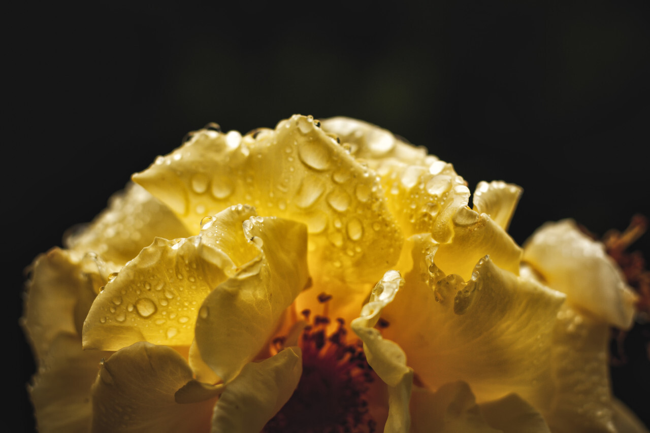 big wet yellow rose macro