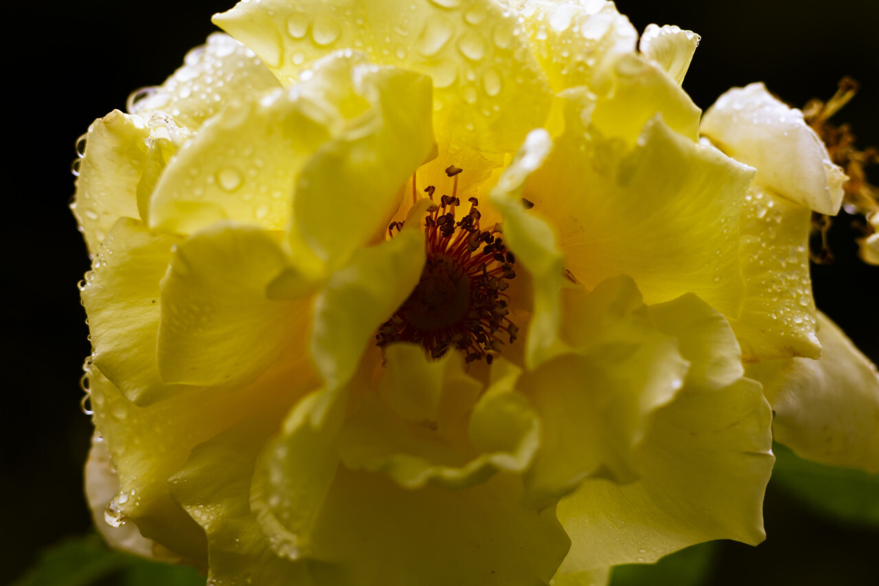 Raindrops on big yellow rose