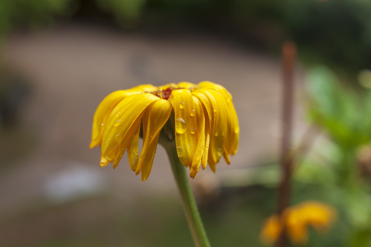 raindrops on a yellow daisy flower