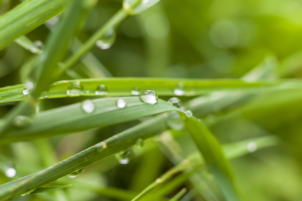dew drops on green grass - springtime