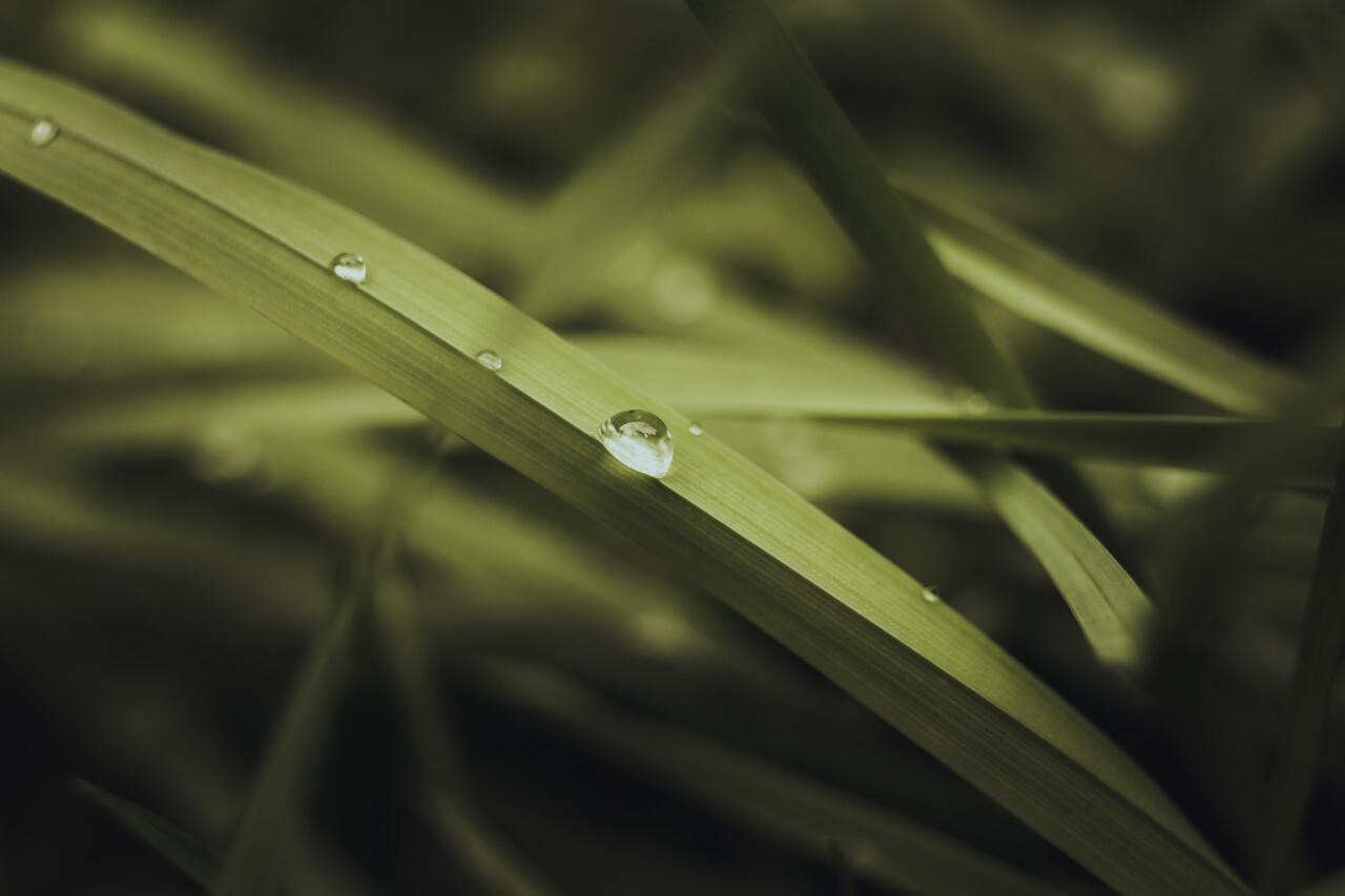 dew drops on grass close up