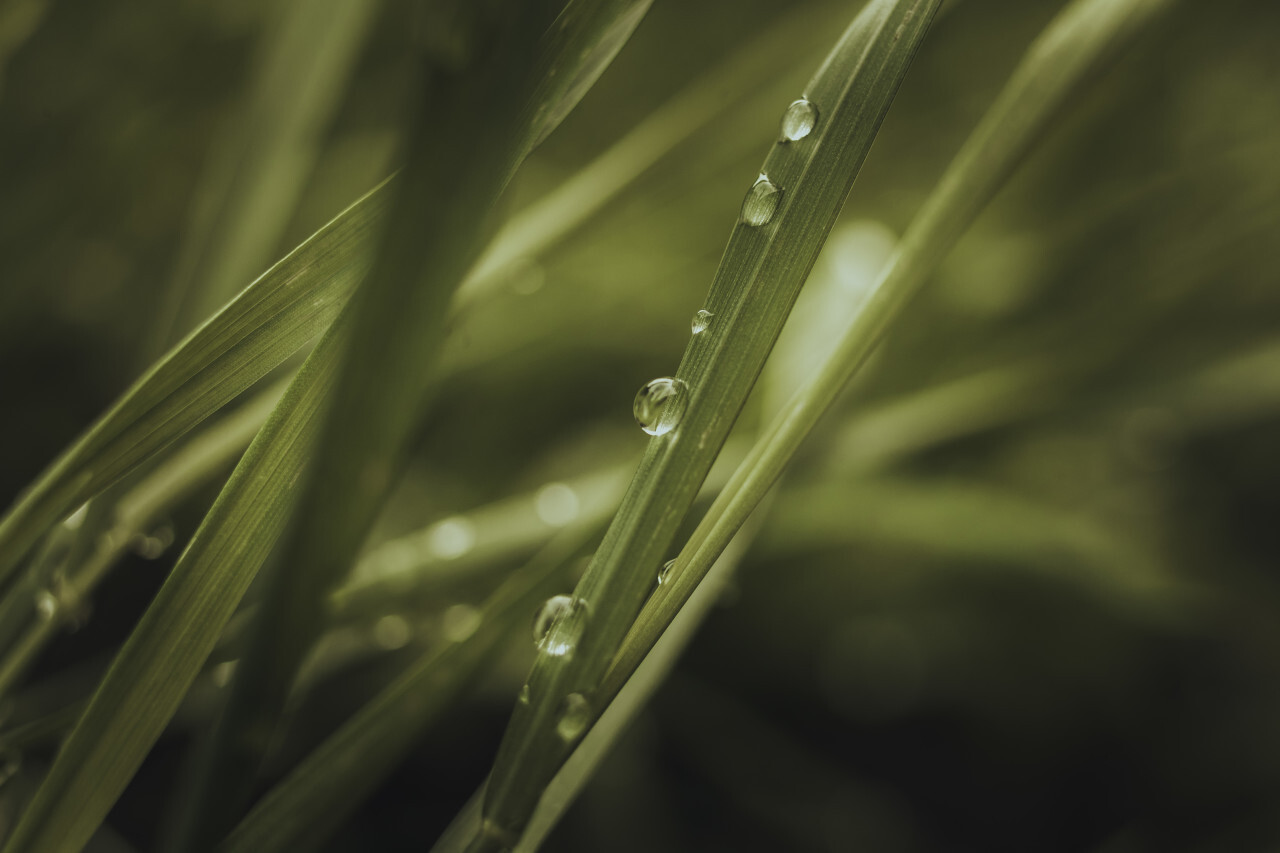 dew drops on grass close up