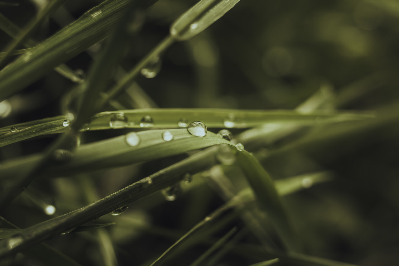dew drops on grass close up