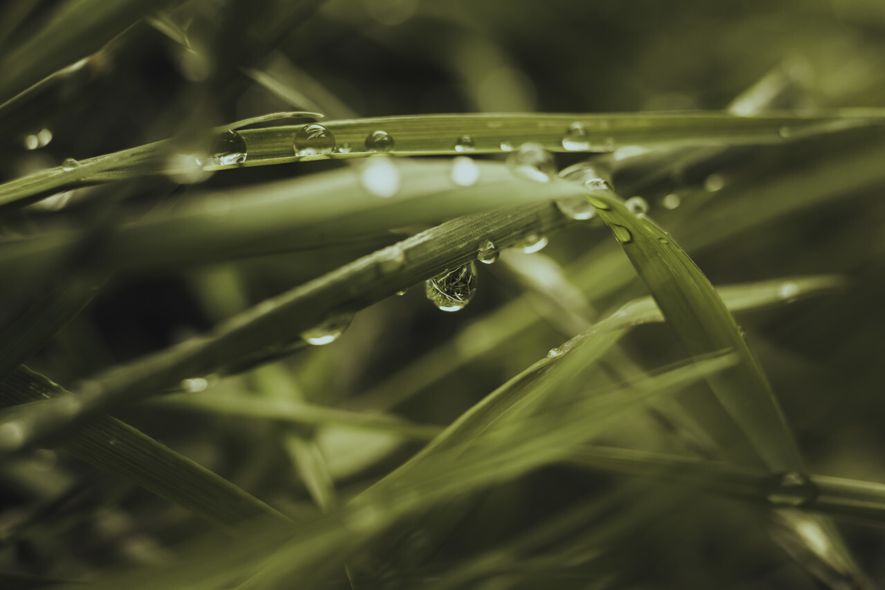 dew drops on grass