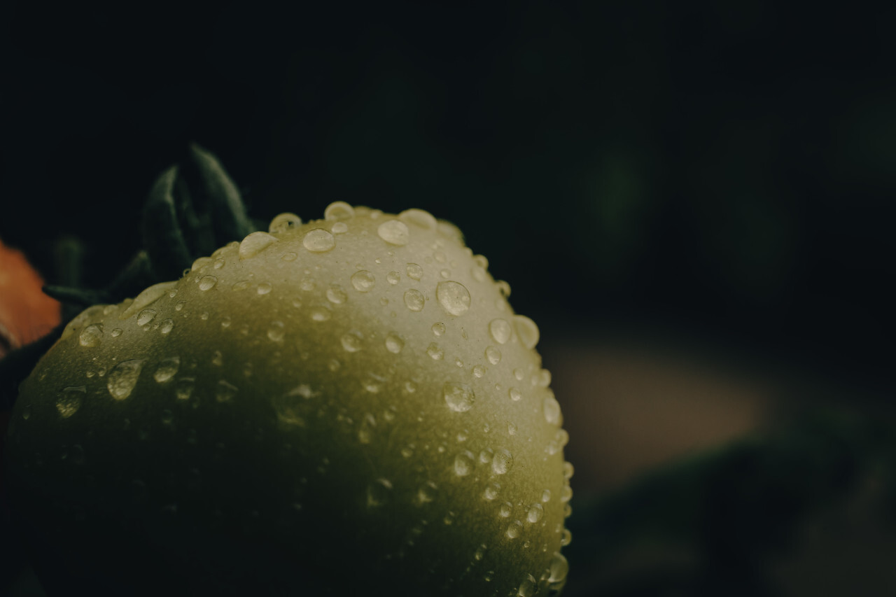 dew drops on green tomato