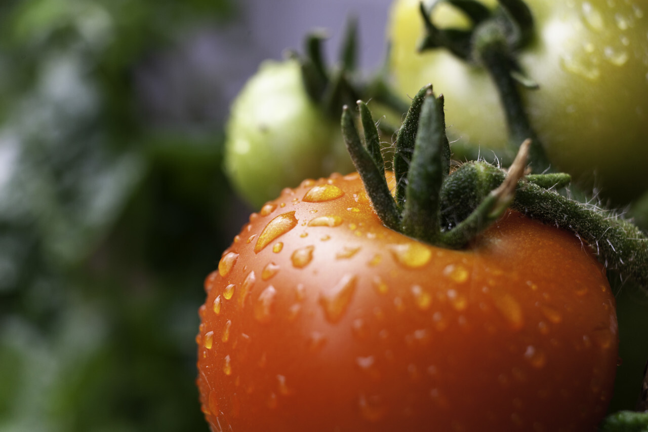 dew drops on red tomato