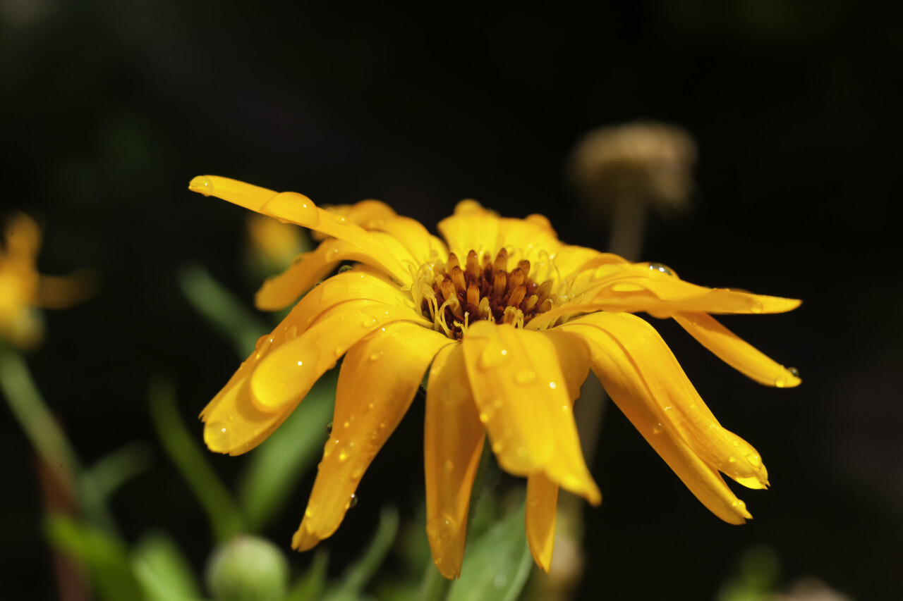 dew drops on yellow flower