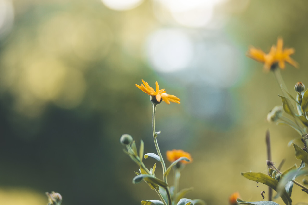 beautiful yellow flower