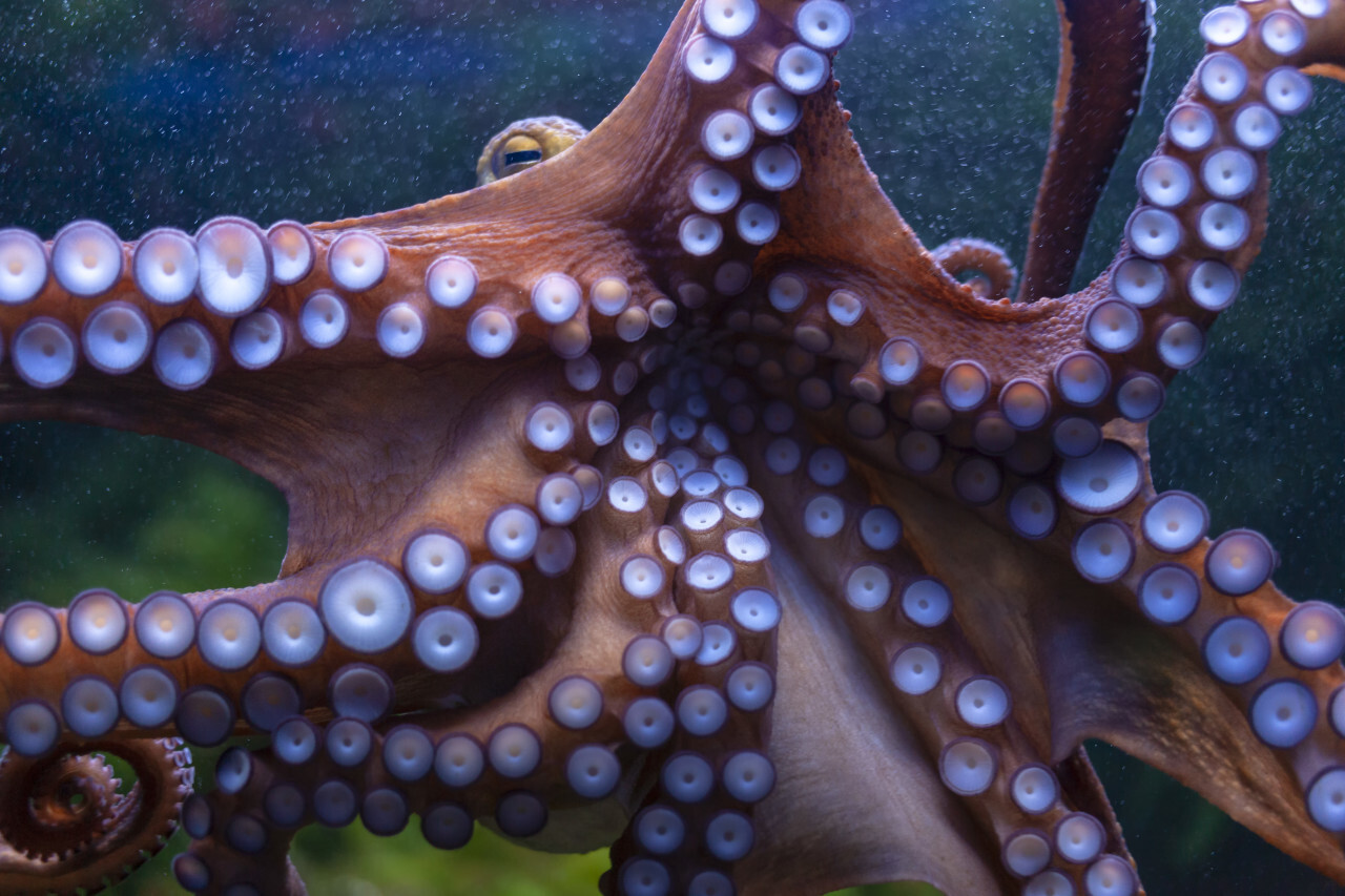 Ethereal octopus from the depth (Octopus vulgari)