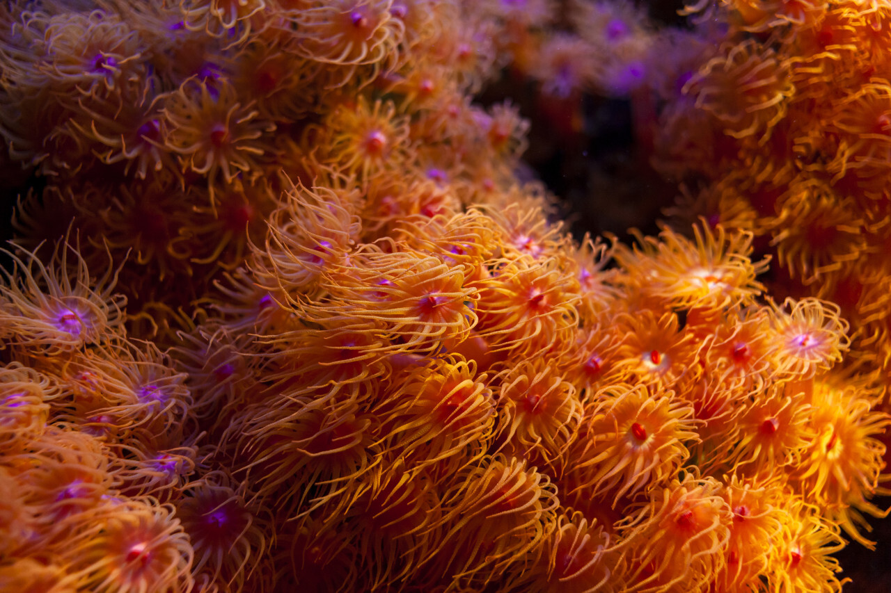 Colorful carpet of zoantharia sea anemones in macro closeup, marine life background