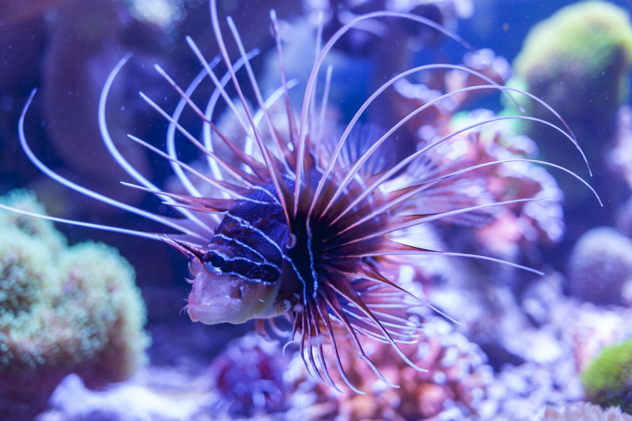 Clearfin lionfish, Pterois radiata a tropical fish under the sea