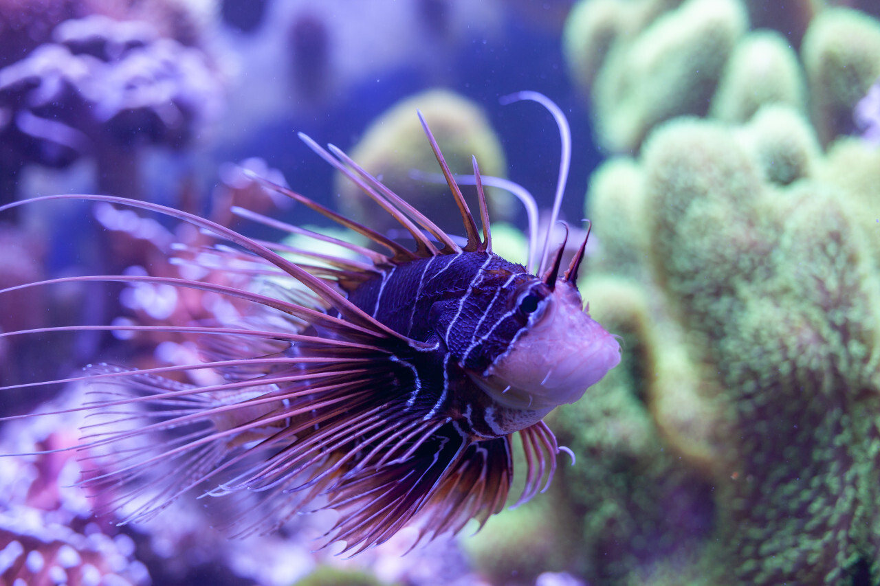 Clearfin lionfish, Pterois radiata a tropical fish under the sea