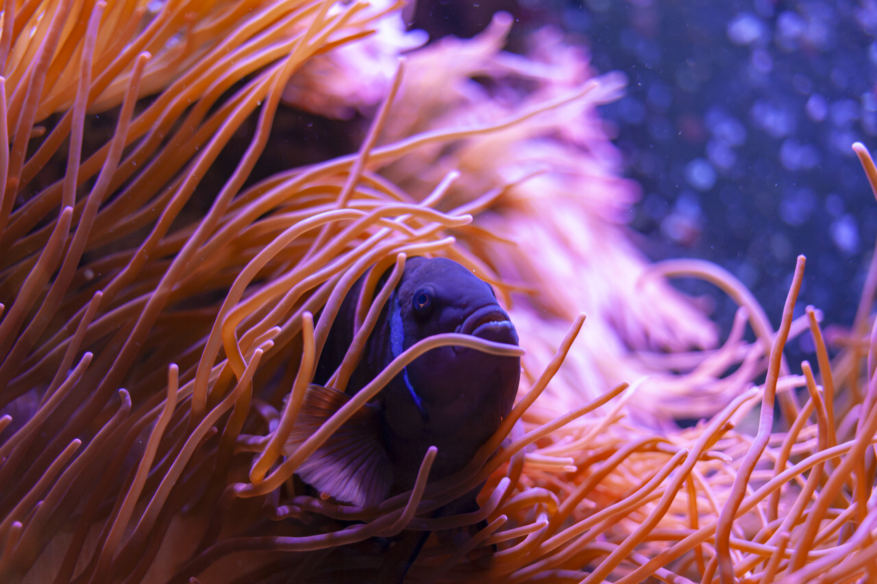 blue fish hidden in sea anemones
