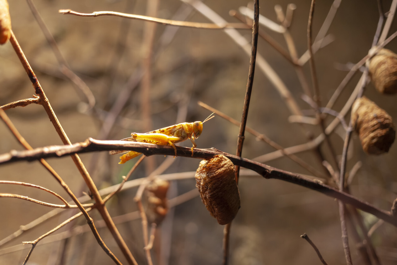 A grasshopper on a branch