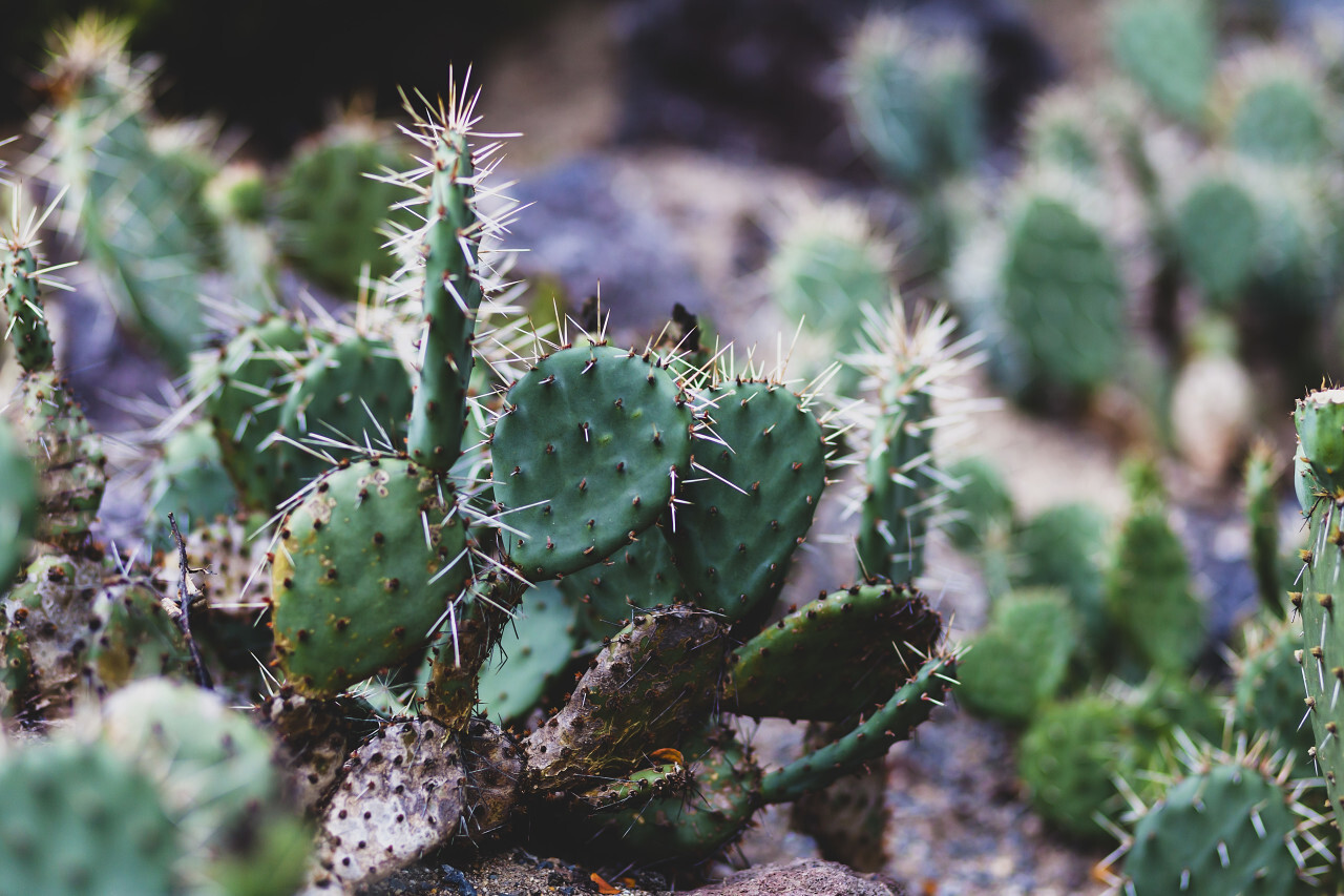 opuntia microdasys or bunny ears cactus