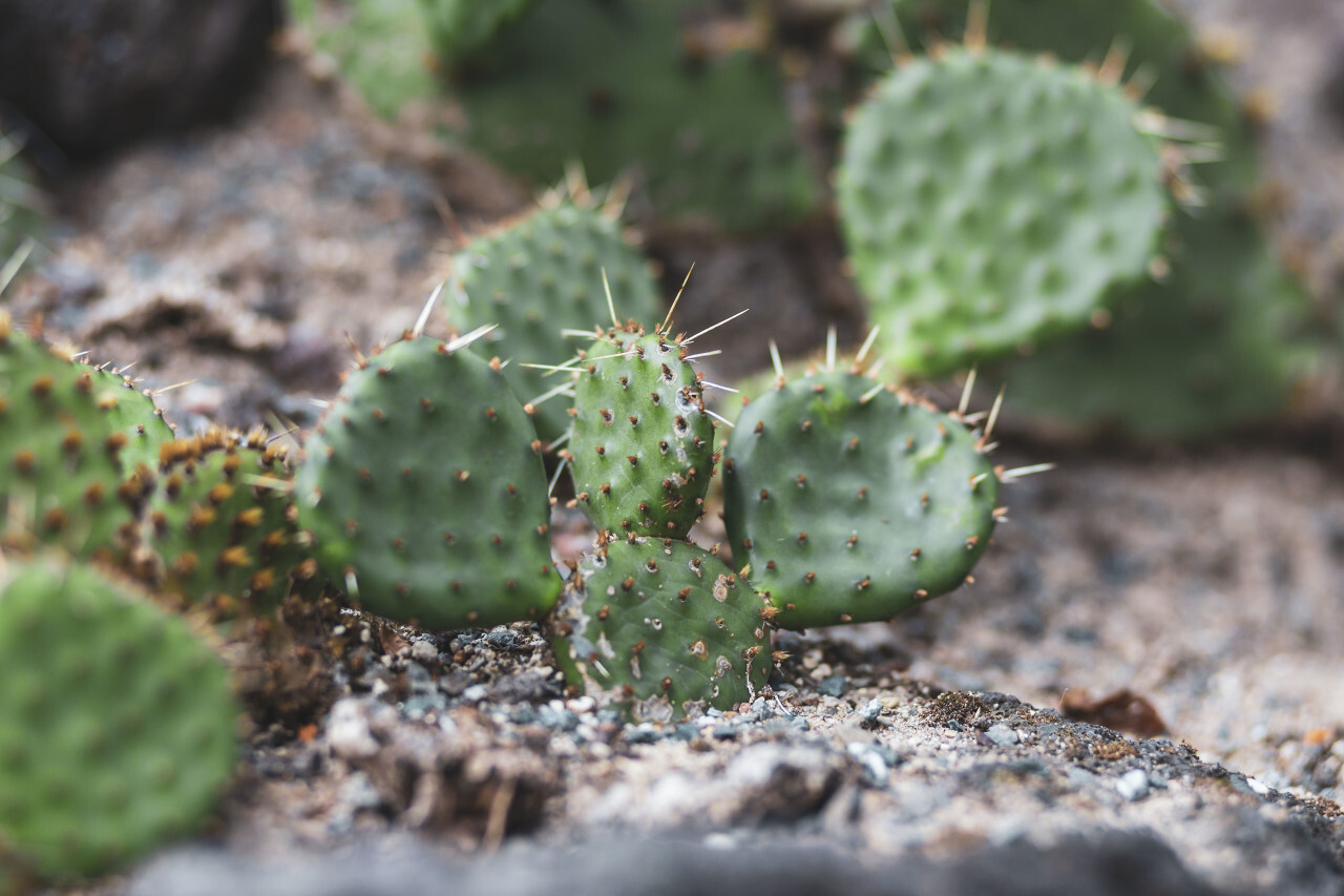 opuntia microdasys