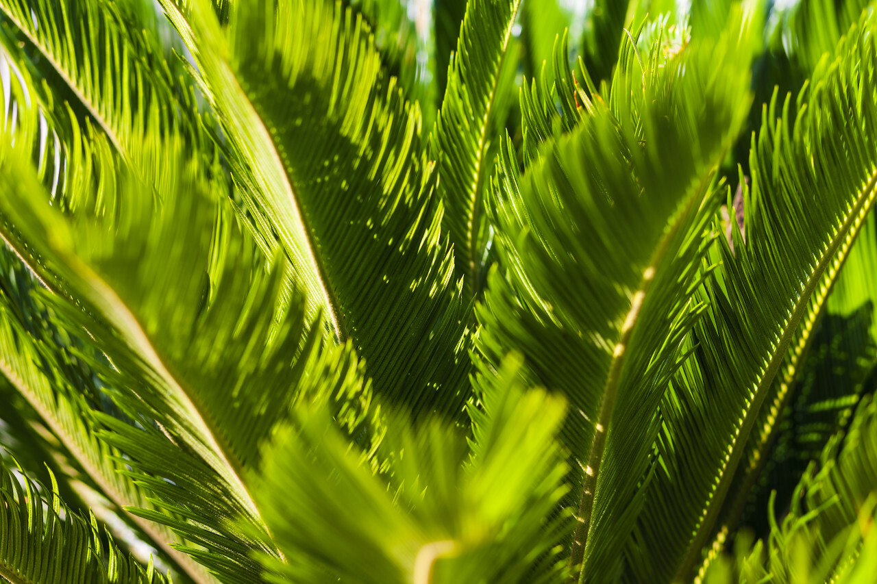 green palm leaves background