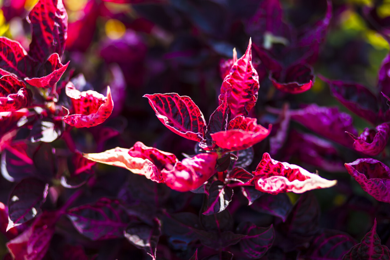 red plant leaves