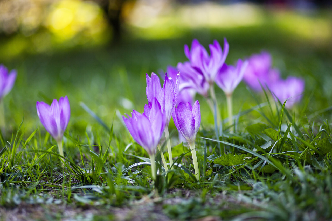 violet crocus flower