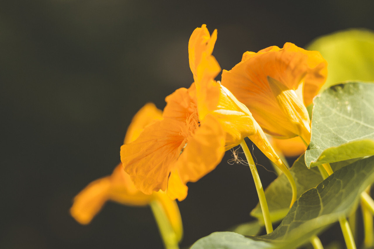 Tropaeolum, nasturtium or nasturtian, perennial herbaceous flowering plants. Edible orange blooming flower.